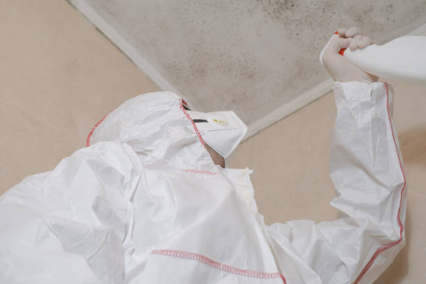 Mold Removal and Inspection in Laguna Beach, FL